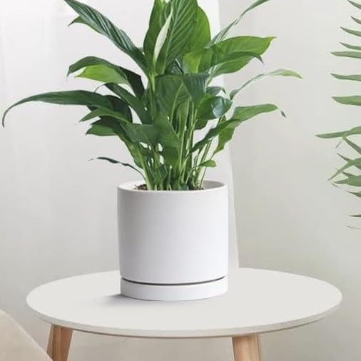 Ceramic Plant Saucer Pot Tray 10 Inch, Planter Saucers 4 5 6 7 8 9 10 11 12 13 Inch for Indoors Outdoor, Durable Sturdy Flower Drainage drip Water Tray for Glazed Pots Base (10.7 Inch-White)