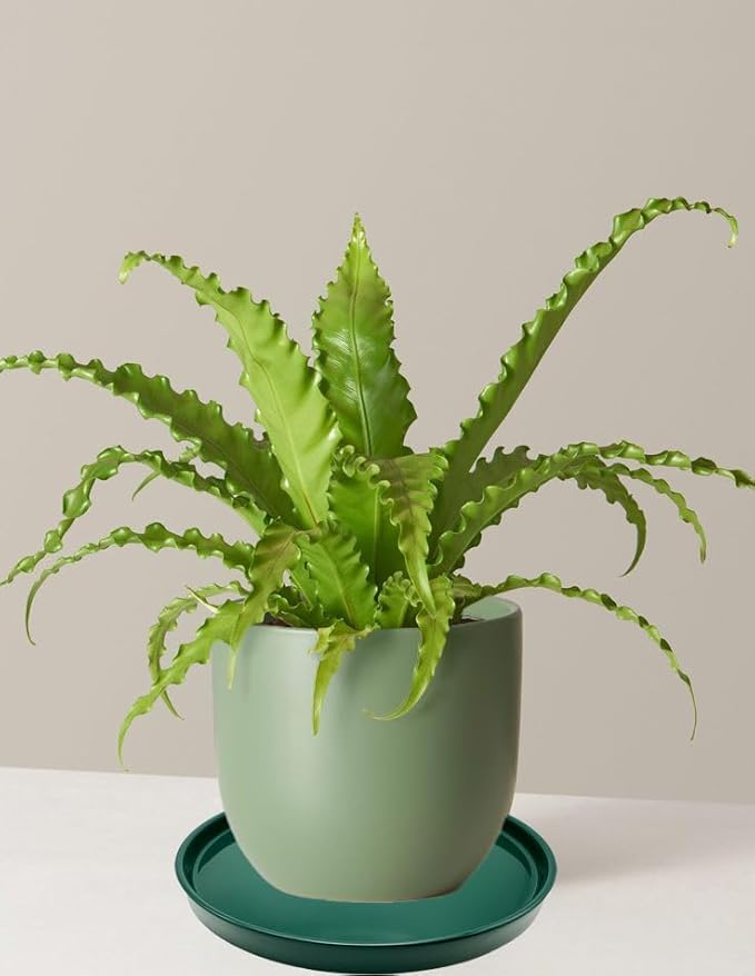 Ceramic Plant Saucer Pot Tray 10 Inch, Planter Saucers 4 5 6 7 8 9 10 11 12 13 Inch for Indoors Outdoor, Durable Sturdy Flower Drainage drip Water Tray for Glazed Pots Base (10.7 Inch-Green)