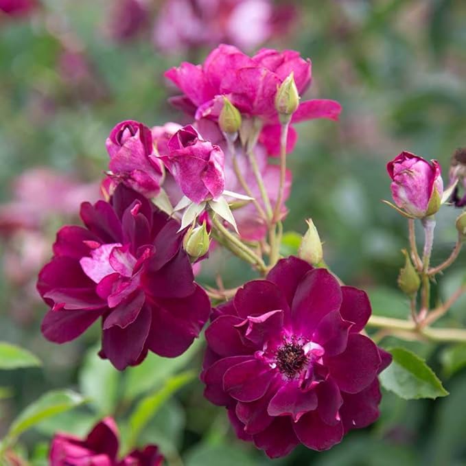 Heirloom Roses Rose Plant - Burgundy Iceberg™ Purple Rose Bush, Shrub Live Plant for Planting Outdoors