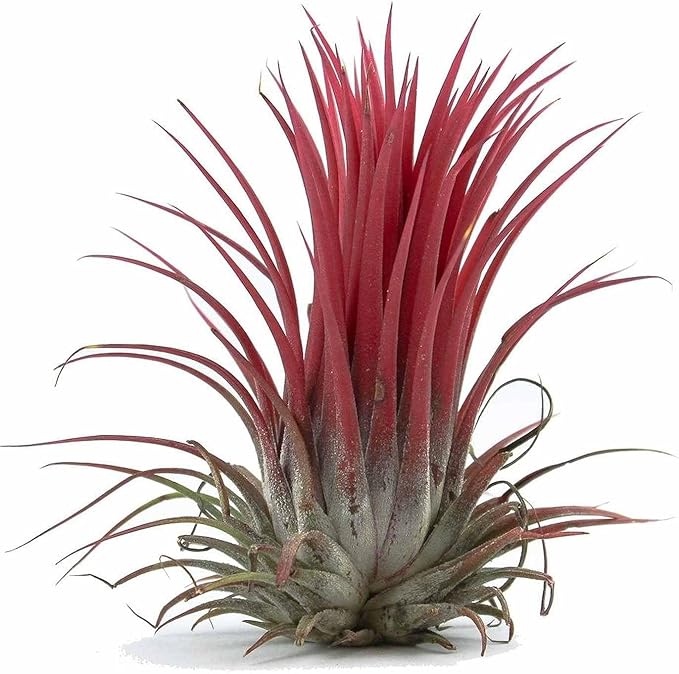 Ionantha Fuego Tillandsia Air Plants - Vibrant 5-Pack for Easy Home Decor