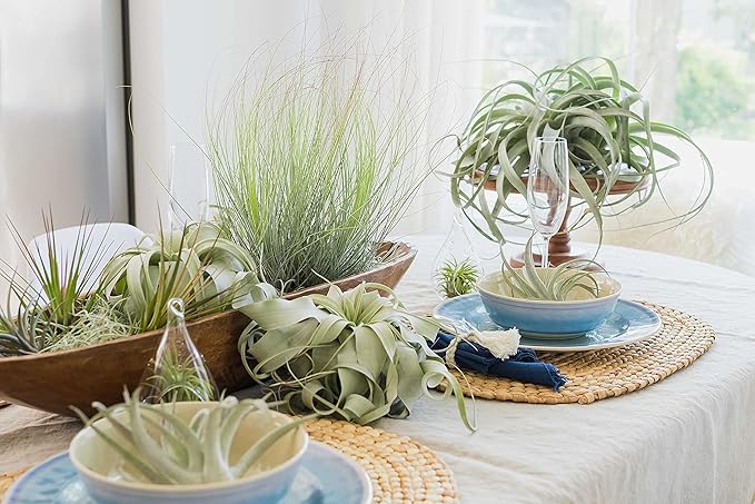 12 Pack of Classic Air Plants Variety - Live Succulent House Plants - Available in Wholesale and Bulk - Home and Garden Decor - Easy Care Indoor/Outdoor Air Plant