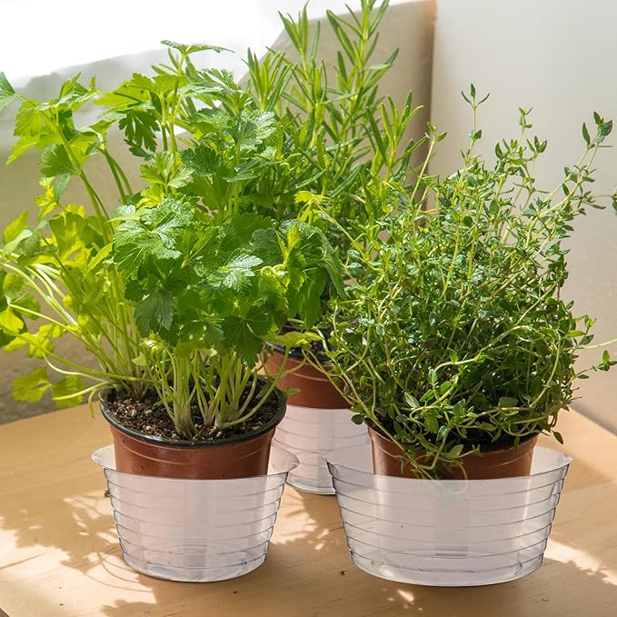 Hoolerry Plastic Plant Saucer Clear Deep Drip Tray Thickened Clear Plant Saucers Trays for Pots Deep Drip Trays for Home Garden Indoor and Outdoor Potted(15 Pcs,4, 6, 8 Inch)