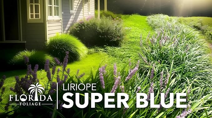 Liriope Super Blue | 3 Live Plants | Liriope muscari 'Super Blue' | Ornamental Ground Cover Plants | Shade-Tolerant Landscaping Perennial
