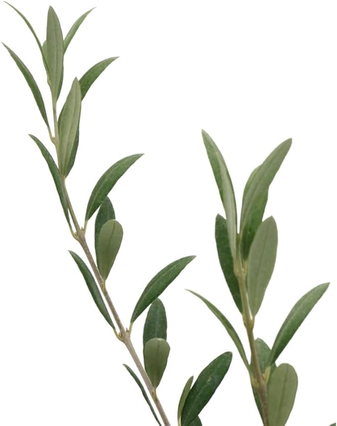 American Plant Exchange Live Arbequina Olive Tree, Fruit Bearing, Plant Pot for Home and Garden Decor, 5-Inch Pot, 1.5 Ft Tall