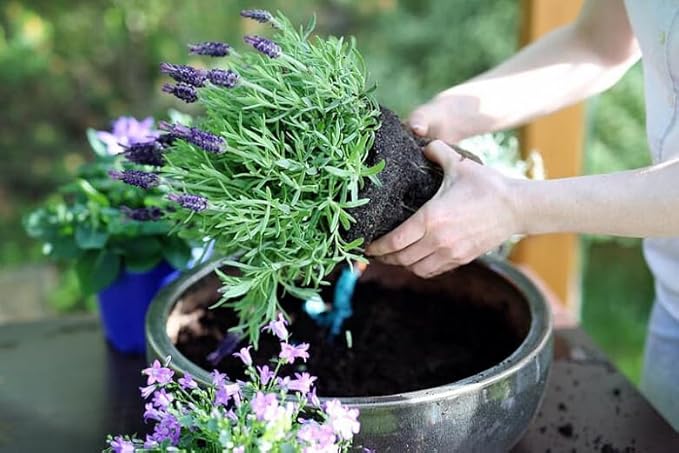 Organic Lavender Soil Blend - Enhance The Beauty and Aroma of Your Garden - 20 QUARTS