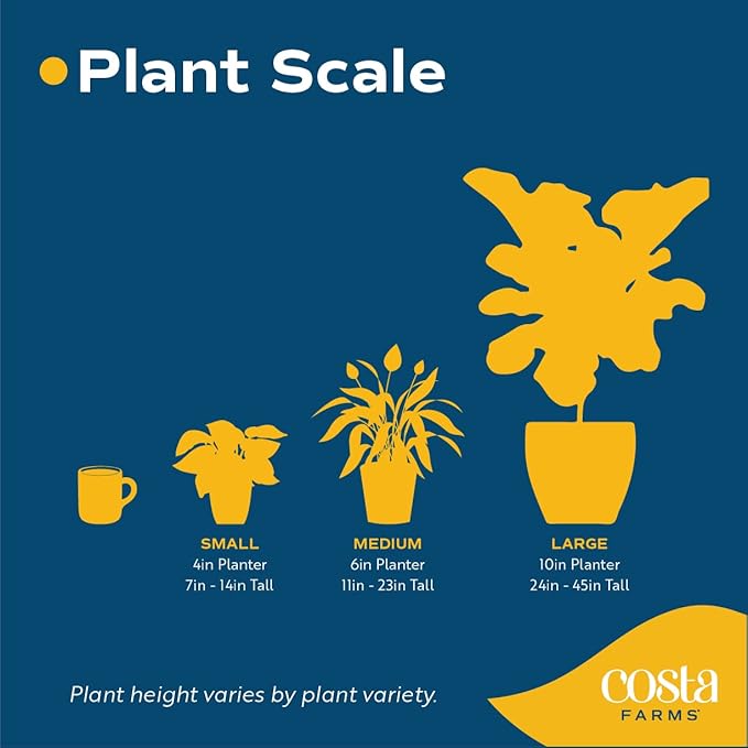 Costa Farms Live Bromeliad Indoor Tabletop Plant in 6-Inch Grower's Pot, Grower's Choice - Red, Pink, Orange, Yellow