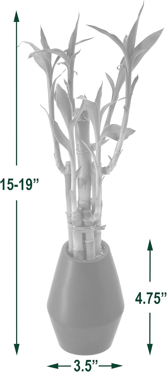 Arcadia Garden Products 5-Stem Lucky Bamboo, Live Indoor Plant in Dimension II Ceramic Planter for Home, Work, or Gift, Tan ***Cannot Ship to Hawaii***