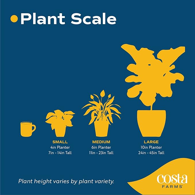 Costa Farms Money Tree, Small Easy to Grow Live Indoor Plant, Live Houseplant in Indoor Plant Pot, Bonsai Potted in Potting Soil, Birthday, Housewarming, Tabletop and Office Home Decor, 10-Inches Tall