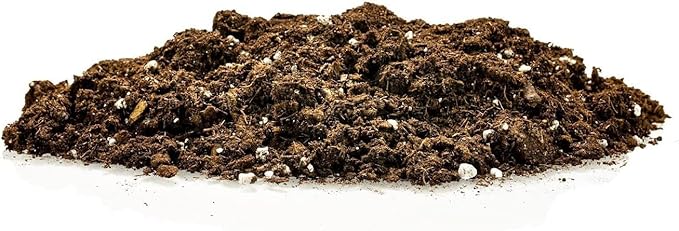 Premium Snake Plant Potting Soil Mix, Green Sansevieria Trifascatia Zeylanica Plants, Plant or Re-Pot Your Snake Plant - (4 Quart Bag)