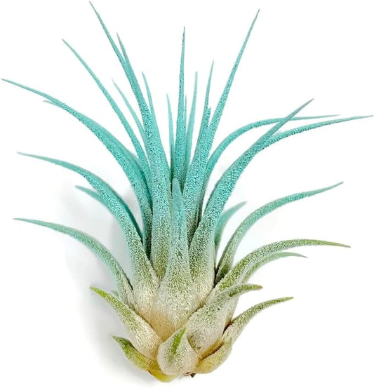 Ionantha Guatemala Tillandsia Air Plant, Guatemala Tillandsia Live Airplant, Healthy Arrival Guaranteed, Great Indoor Plant, Home Decor & Gift (Jade)