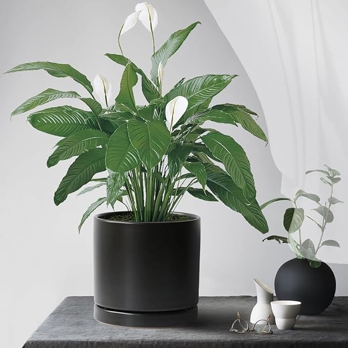 2 Pack Ceramic Plant Saucer Pot Tray 7 Inch, Planter Saucers 4 5 6 7 8 9 10 11 12 13 Inch for Indoors Outdoor, Durable Sturdy Flower Drainage drip Water Tray for Glazed Pots Base (7 Inch-Black)