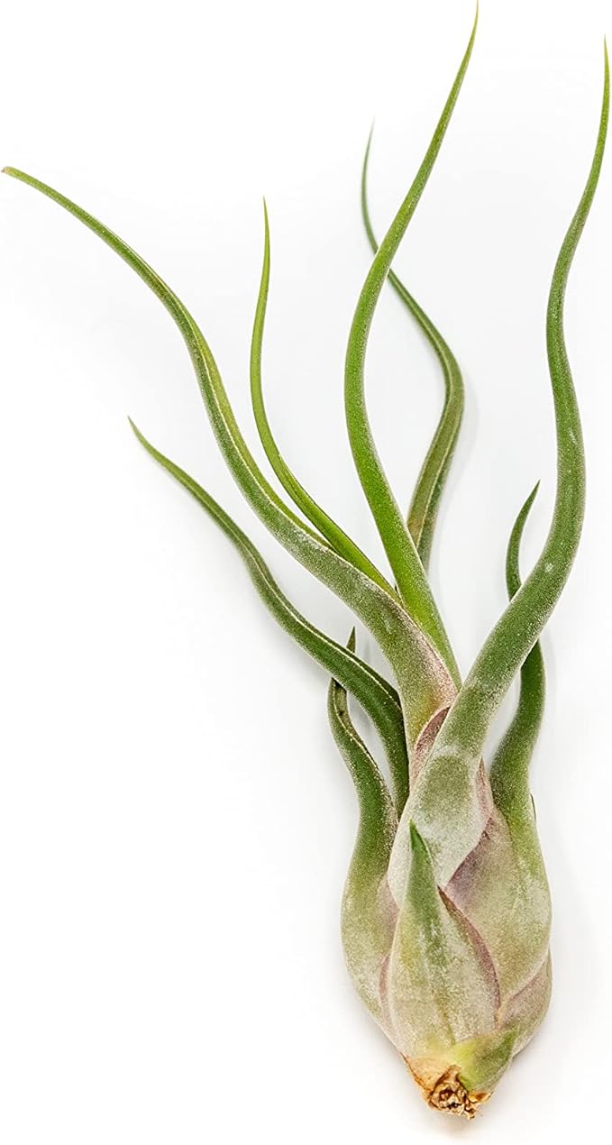 10 Pack of Large Tillandsia Air Plants - Xerographica, Juncea, Bulbosa, Caput Medusae & Harrisii- Live Succulent House Plants Availabe in Wholesale and Bulk - Easy Care Indoor and Outdoor Plant