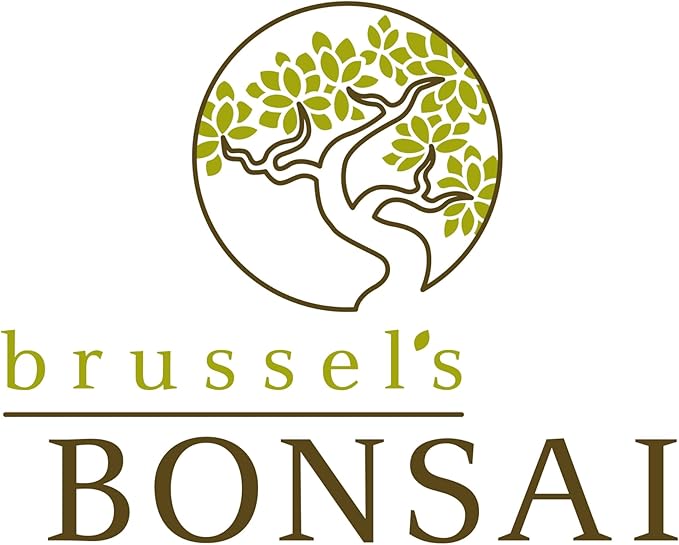 Brussel's Bonsai Live Golden Gate Ficus Indoor Bonsai Tree - Large, 10 Years, 16 to 20 In - Live Bonsai Tree in Ceramic Bonsai Pot
