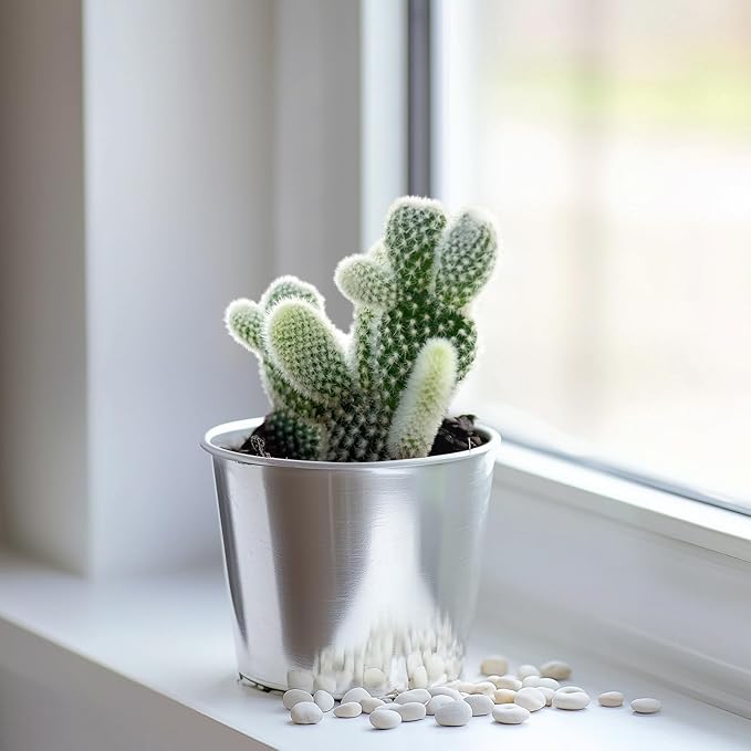 2" Live Succulent 'Bunny Ear Cactus', Rare Succulent Plants Fully Rooted in Pots, Unique House Plant for DIY, Party Favor, Home Office Decoration