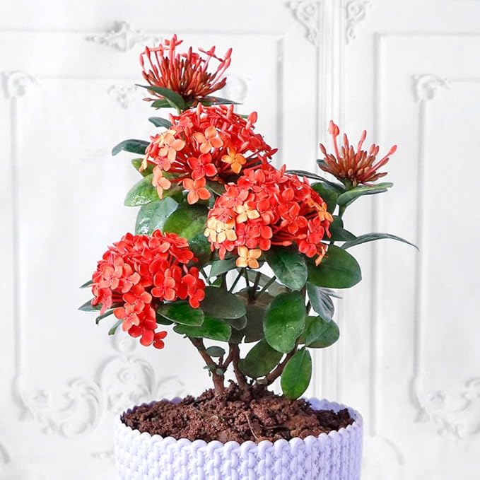 Ixora Plant Potting Soil - All-Natural Blend for Thriving Ixora Plants - Boosts Root Health and Vibrant Blossoms - 10 Quart