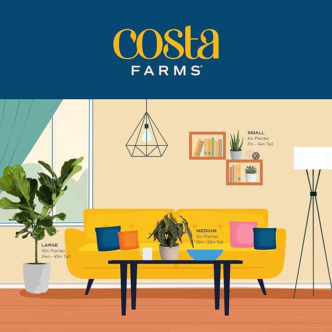 Costa Farms Burgundy Rubber Plant, Live Indoor Ficus Elastica Tree, Live Indoors Houseplant in Décor Planter Pot, Potting Soil Mix, Gift for Housewarming New House, Home or Office Decor, 2-3 Feet Tall