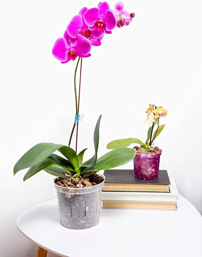 rePotme 5 inch Orchid Pot 3 Pack - Slotted Orchid Pots with Holes for Repotting (Crystal Clear)
