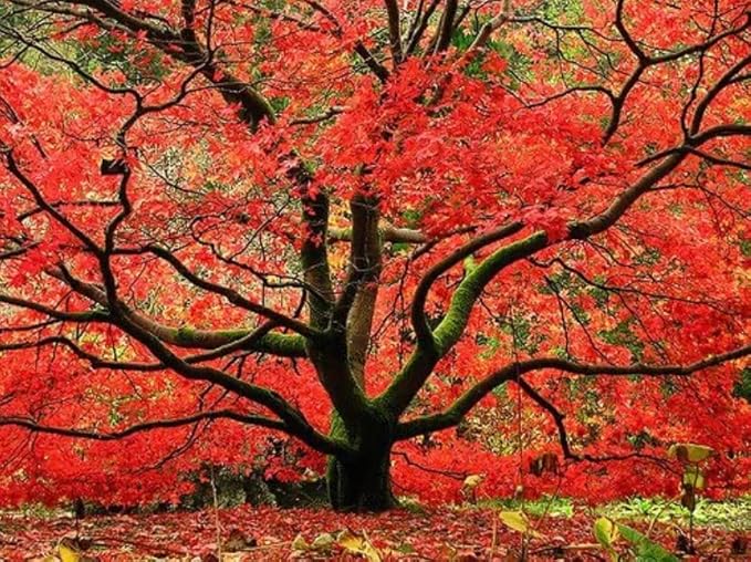 Red Japanese Maple Trees 2-Pack – Live Plants, 2-3 Ft Tall, Stunning Foliage