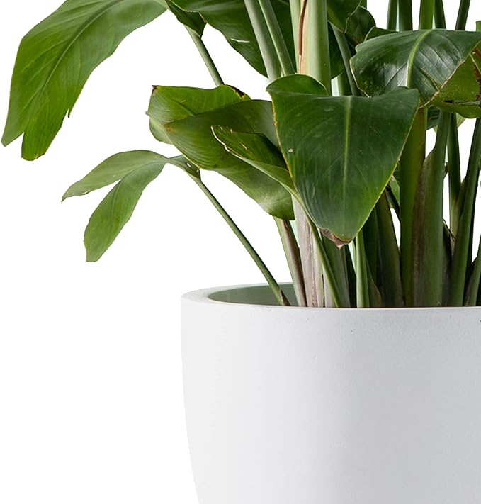 Kante 14 Inch Dia Round Concrete Planter, Indoor Outdoor Large Plant Pot with Drainage Hole and Rubber Plug for Home Patio Garden, Pure White