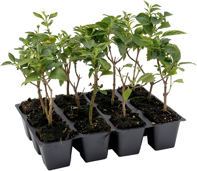 12 Dallas Red Lantana | Live Plants in 2.5-inch Nursery Cubes | Lantana Camara 'Dallas Red' Variety | Hardy Evergreen Perennial Shrub | Fiery Vibrant Blooms for Home & Garden