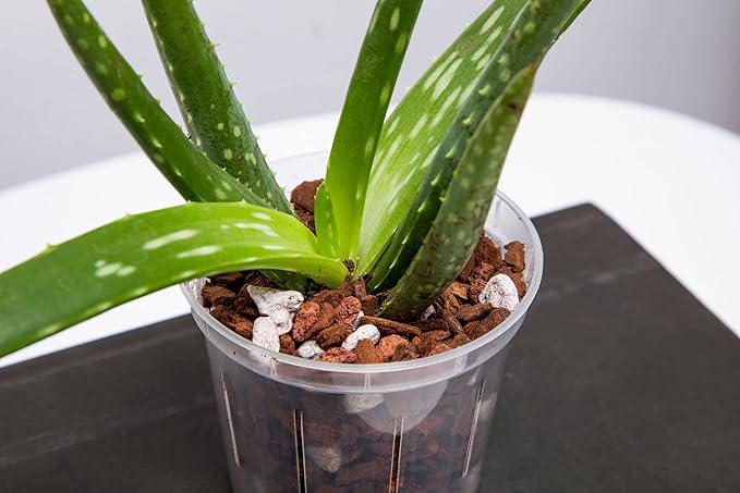 rePotme Orchid Pot - 6 inch Slotted Clear Orchid Pots - 3 Pack (Crystal Clear)
