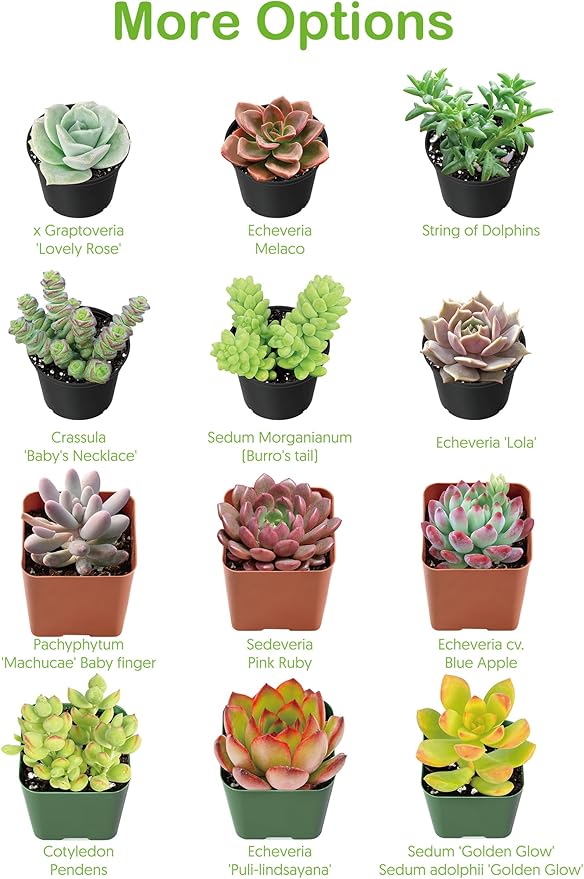 4-inch Succulent Echeveria 'Biante', Live Succulents Plants Fully Rooted in Pots with Soil, Easy-Care House Plants for DIY, Home Office Decoration