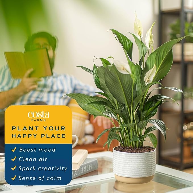 Costa Farms Peace Lily, Live Indoor Plant with Flowers, Easy to Grow Houseplant in Decorative Pot, Potting Soil, Thinking of You, Get Well Soon Gift, Room Decor, 1 Foot Tall