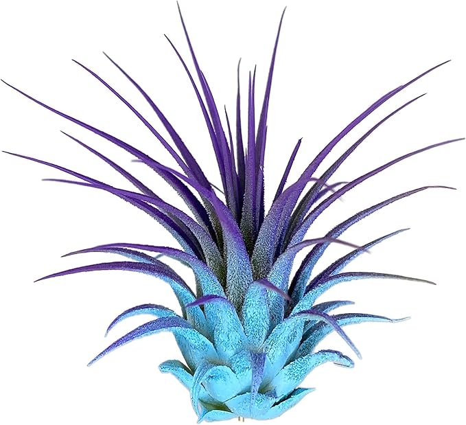 Ionantha Guatemala Tillandsia Air Plant, Guatemala Tillandsia Live Airplant, Healthy Arrival Guaranteed, Great Indoor Plant, Home Decor & Gift (Rainbow #5)