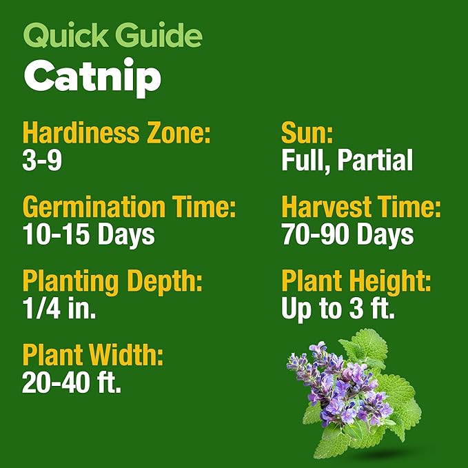 HOME GROWN Catnip Seeds (2 Pack) 𝗡𝗢𝗡-𝗚𝗠𝗢, 𝗨𝗦𝗔-𝗦𝗢𝗨𝗥𝗖𝗘𝗗 Heirloom Herb 4232 Seeds - Indoor or Outdoor Seed - High-Germination Cat Nip - Cat Safe Plants (Nepeta cataria)
