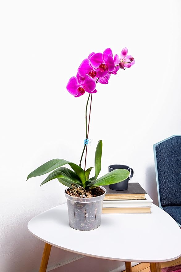 rePotme 5 inch Orchid Pot 3 Pack - Slotted Orchid Pots with Holes for Repotting (Crystal Clear)