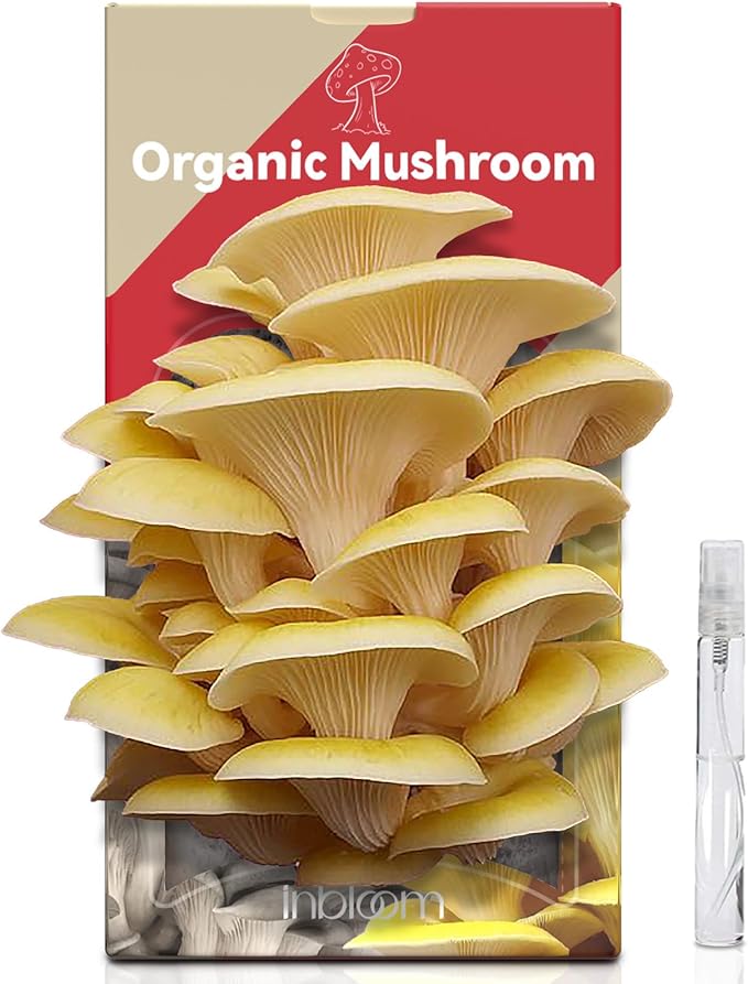 inbloom Large Organic Golden Oyster Mushroom Growing Kit (4 lbs), Double-Side Yellow Mushroom Grow Kit, MD USA Non-GMO Mushroom Kit, Harvest Mushrooms in 10 Days at Home, Indoor Gardening for Adults