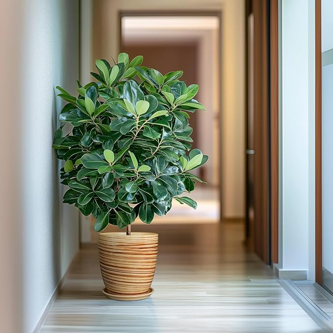 10 Inch Plant Pot Ceramic Pots for Plants with Drainage Hole and Saucer Round Flower Pot for Home Patio Garden Office Yellow