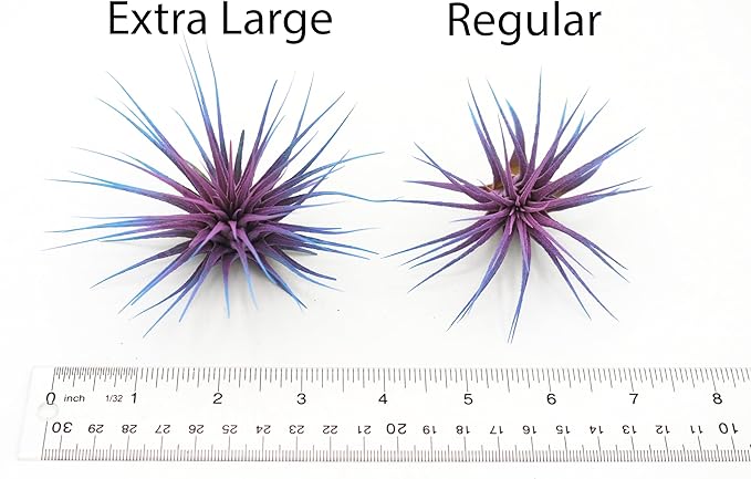 Dyed Tillandsia Ionantha Guatemala Enhanced Colored Colorful Air Plant Live Easy Care Indoor Outdoor Home Decor Gift Airplant by Awesome Industries Live Arrival Guaranteed (Moonbeam)