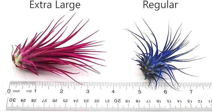 Live Extra Large Tillandsia Ionantha Guatemala Colorful Air Plant 3+ inch Enhanced Color Easy Care Indoor Outdoor Home Decor Gift Airplant by Awesome Industries (Black XL)
