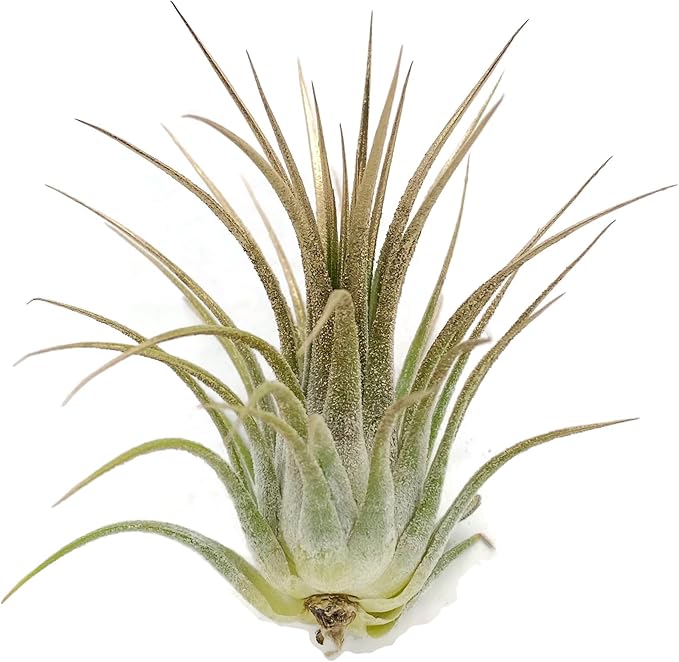 Ionantha Guatemala Tillandsia Air Plant, Guatemala Tillandsia Live Airplant, Healthy Arrival Guaranteed, Great Indoor Plant, Home Decor & Gift (Gold)