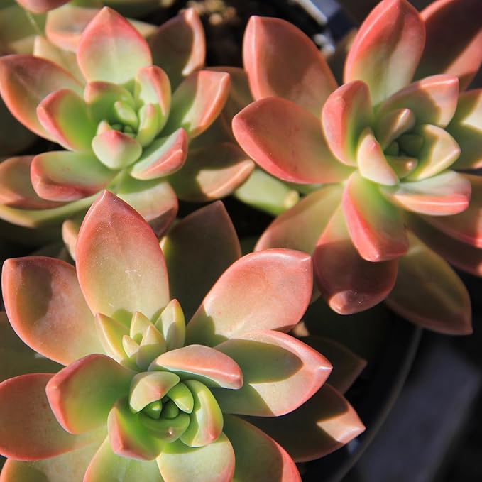Altman Plants Desert Fire Live Succulents 4-Pack, Mini Plants Succulent Mix, Live Plants, Mini Succulents, House Plants, Live Succulent Plants, Outdoor & Indoor Plants for Event, Wedding, Kid Crafts
