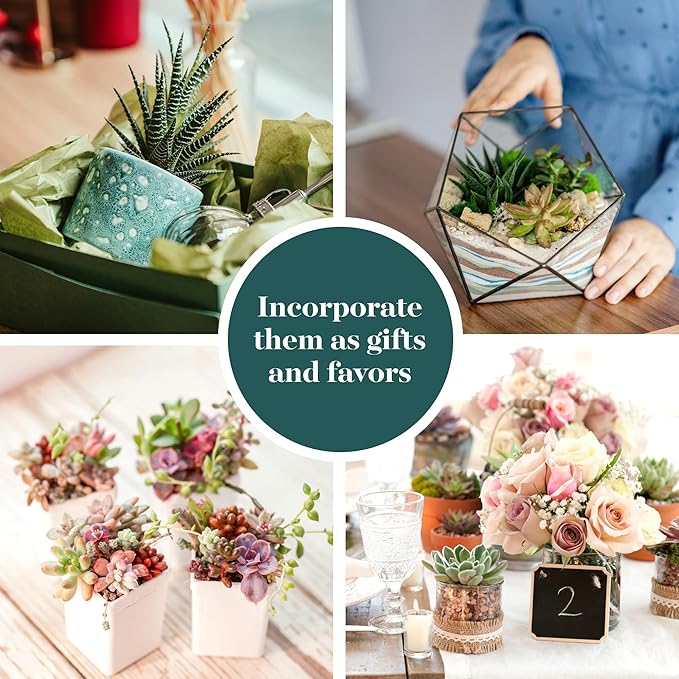 Shop Succulents Assorted Succulent Plant Pack Bulk Collection - Live Mini Succulent Plants, Low Maintenance, Mixture of Colors & Textures - Wedding and Party Favors, Gift & Garden, Pack of 64