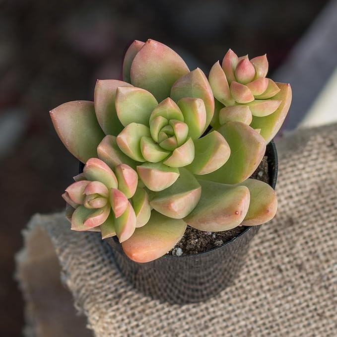 Altman Plants Desert Fire Live Succulents 4-Pack, Mini Plants Succulent Mix, Live Plants, Mini Succulents, House Plants, Live Succulent Plants, Outdoor & Indoor Plants for Event, Wedding, Kid Crafts