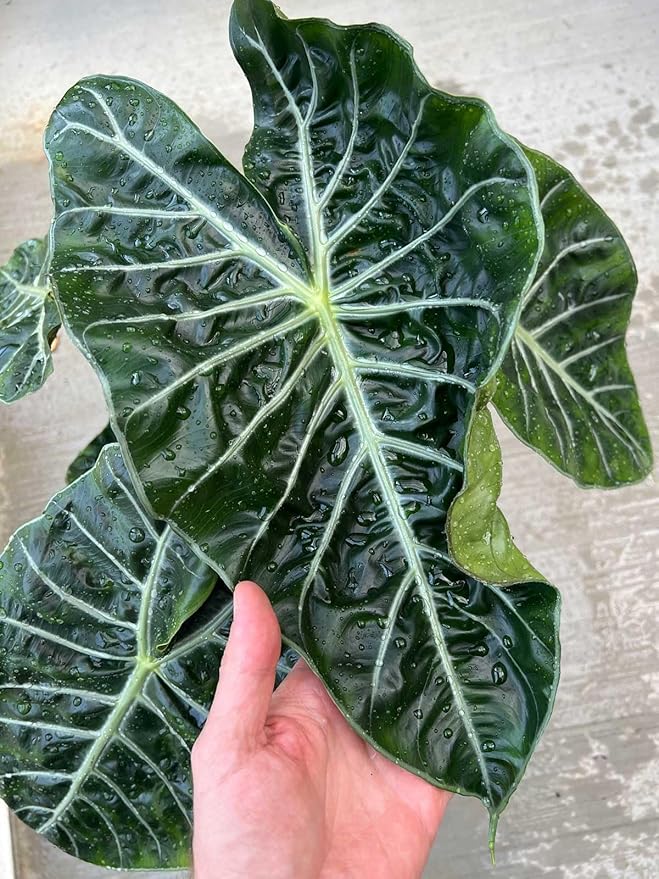 Alocasia Plant Potting Soil - Enhance Leaf Beauty and Health with Professional Grade Nutrient-Rich Mix - 3 Quart