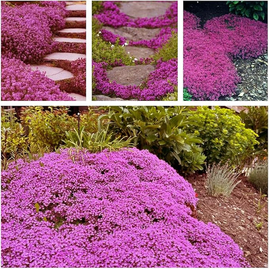 20,000+ Creeping Thyme Seeds Ground Cover, Non-GMO Perennial Flower Seeds, Hardy Thymus Serpyllum, Creeping Phlox Alternative for Landscaping & Garden Paths (Hot Pink)
