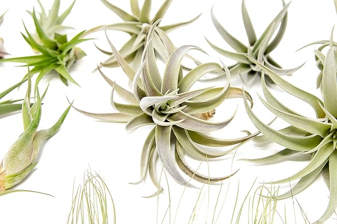 25 Pack of Classic Air Plants Variety - Live Succulent House Plants - Available in Wholesale and Bulk - Home and Garden Decor - Easy Care Indoor/Outdoor Air Plant