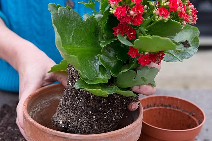 Kalanchoe Plant Premium Potting Mix - Optimize Growth with Natural Ingredients - 1 Quart