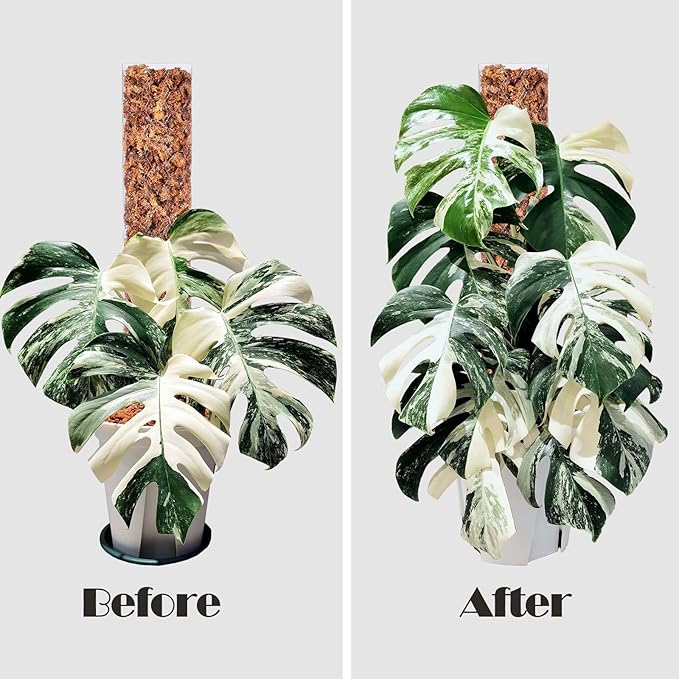 4 Pcs 17 Inch Plastic Moss Pole for Plants Monstera, Stackable Plant Support for Indoor Climbing Plants, Clear Plant Poles with 2pcs Garden Ties Work with Sphagnum Moss
