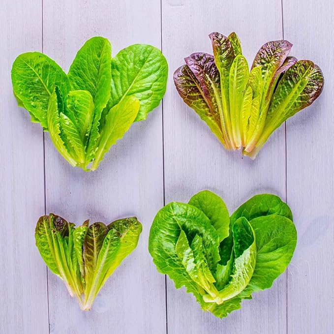 AeroGarden Mixed Romaine Lettuce Seed Pod Kit, Green,Red (9-pod)
