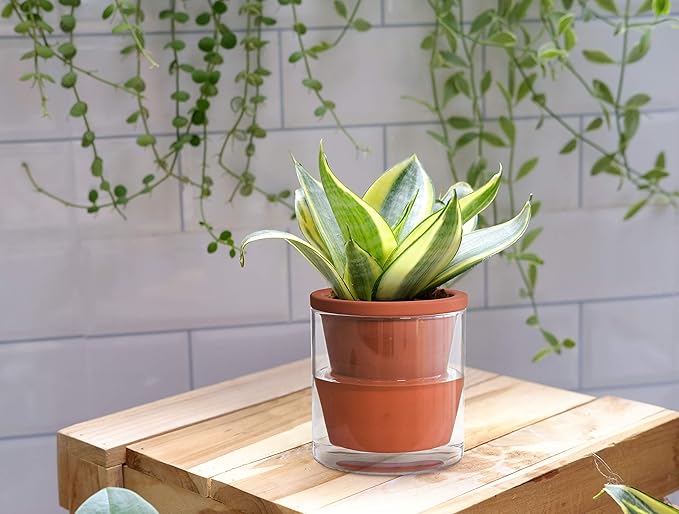D'vine Dev 4 Inch Design Self Watering Planter for Indoor Plants, Terracotta Pot with Cylinder Glass Cup, Set of 4, 37-X-A-4