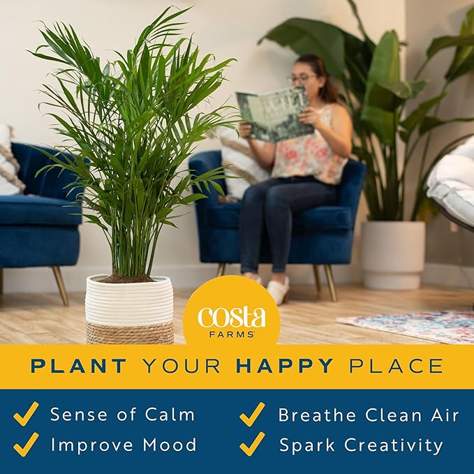 Costa Farms Majesty Palm Live Plant, Indoor and Outdoor Live Palm Tree, Potted in Premium Decor Planter, Tropical Patio, Balcony, Home Decor, Perfect House Plant Gift for Housewarming, 3-4 Feet Tall