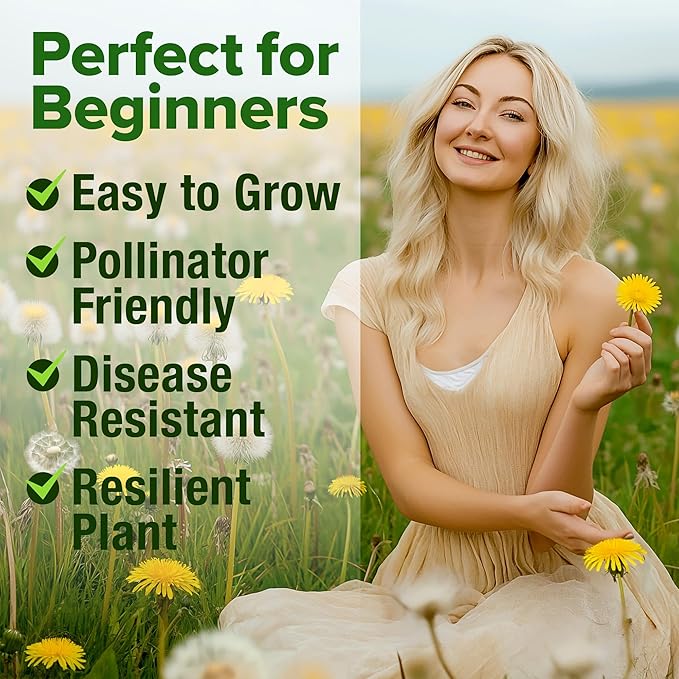 HOME GROWN 𝗨𝗦𝗔 𝗣𝗥𝗘𝗠𝗜𝗨𝗠 Dandelion Seeds for Planting – 600 Heirloom Medicinal Herb Seeds (~0.3g) 𝗡𝗢𝗡-𝗚𝗠𝗢 Grow Edible Leaves and Flowers for Remedies or Wildlife (Taraxacum officinale)