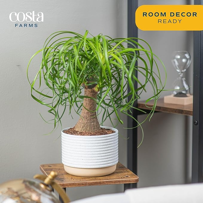 Costa Farms Ponytail Palm Bonsai, Easy to Grow Live Indoor Plant in Indoors Garden Planter Pot, Air Purifying Houseplant, Housewarming, Birthday Gift, Office, Home, and Room Décor, 1 Foot Tall