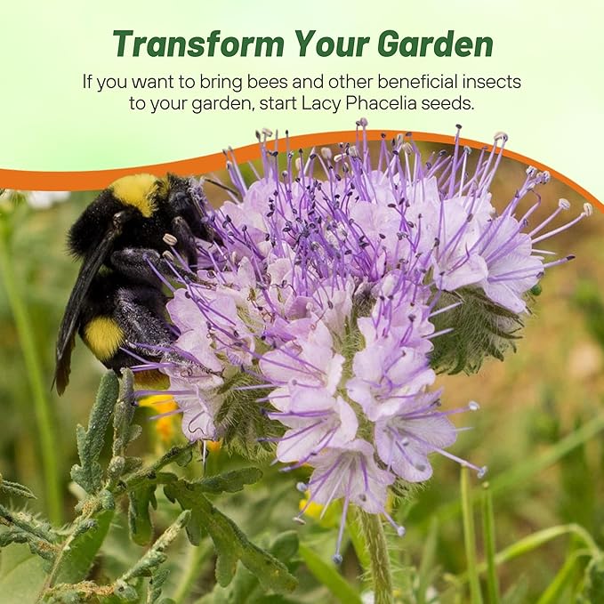 Outsidepride Lacy Phacelia Seeds for Planting - 1/4 Lb Annual, Drought-Tolerant Wildflower Seeds with Light Violet Flowers, Ideal for Pollinator Gardens, Erosion Control, & Attracts Bees & Butterflies