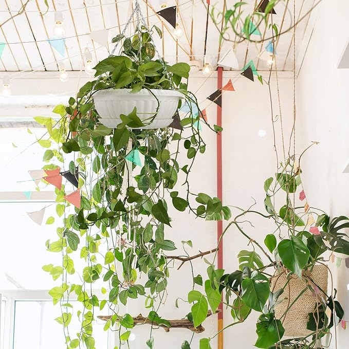 summer flower 3pcs 10.6 inch Plastic Hanging Planters Pots for Outdoor Indoor Plants Hanging Flower Plant Baskets Holder for Garden Porch Ceiling (White)